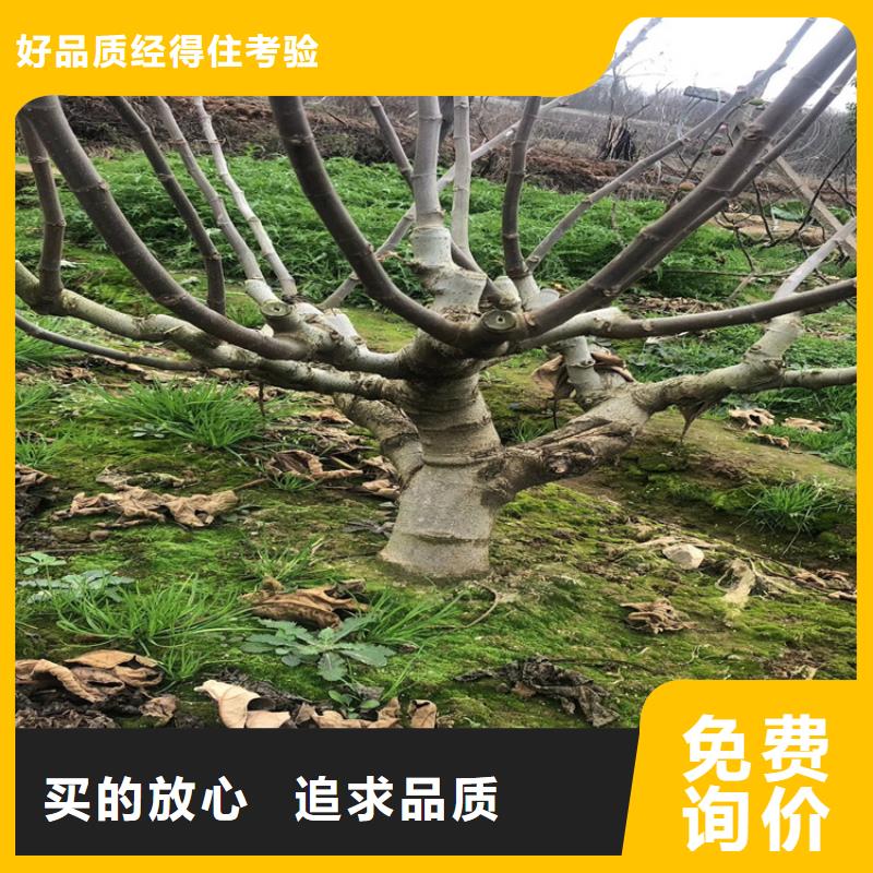 供应商【 无花果 樱桃苗优质货源】