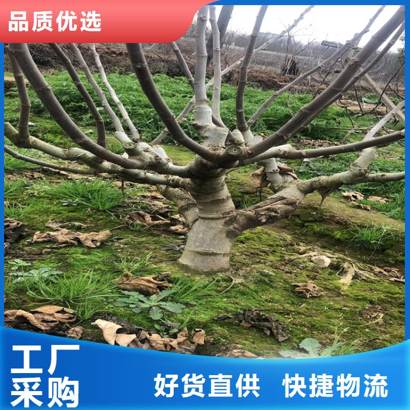 無花果,蘋果苗品質可靠