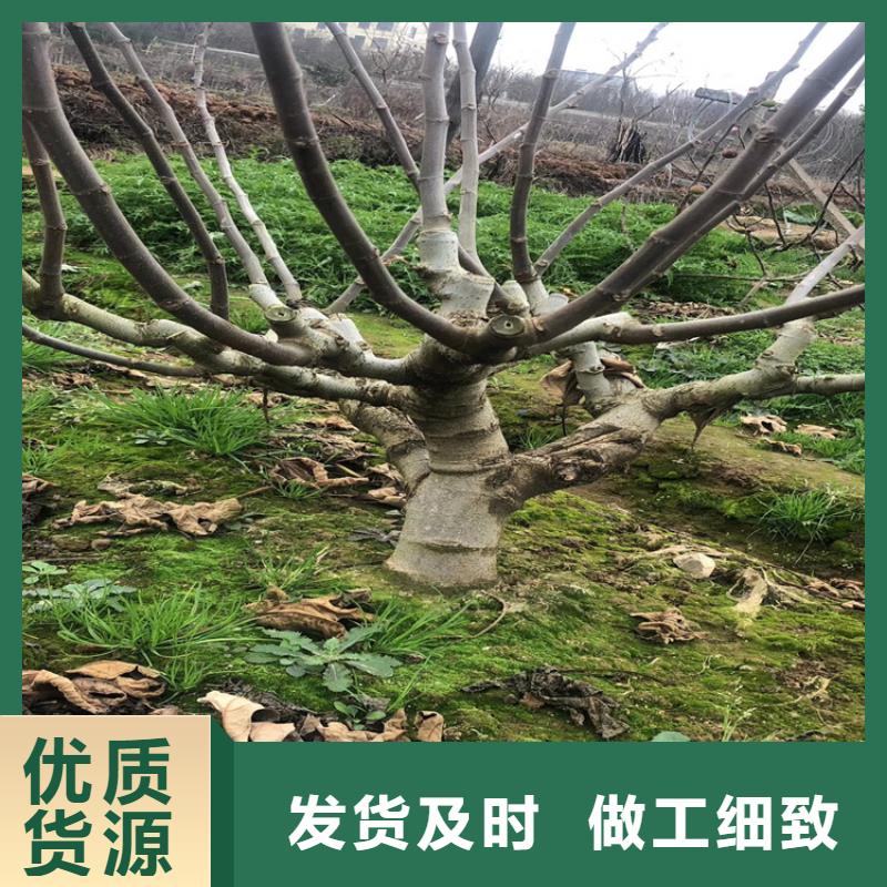 梨树苗-视频-甘肃省合作市|玛曲|舟曲|武威|嘉峪关|白银|临夏|平凉|张掖|金昌梨树苗-轩园