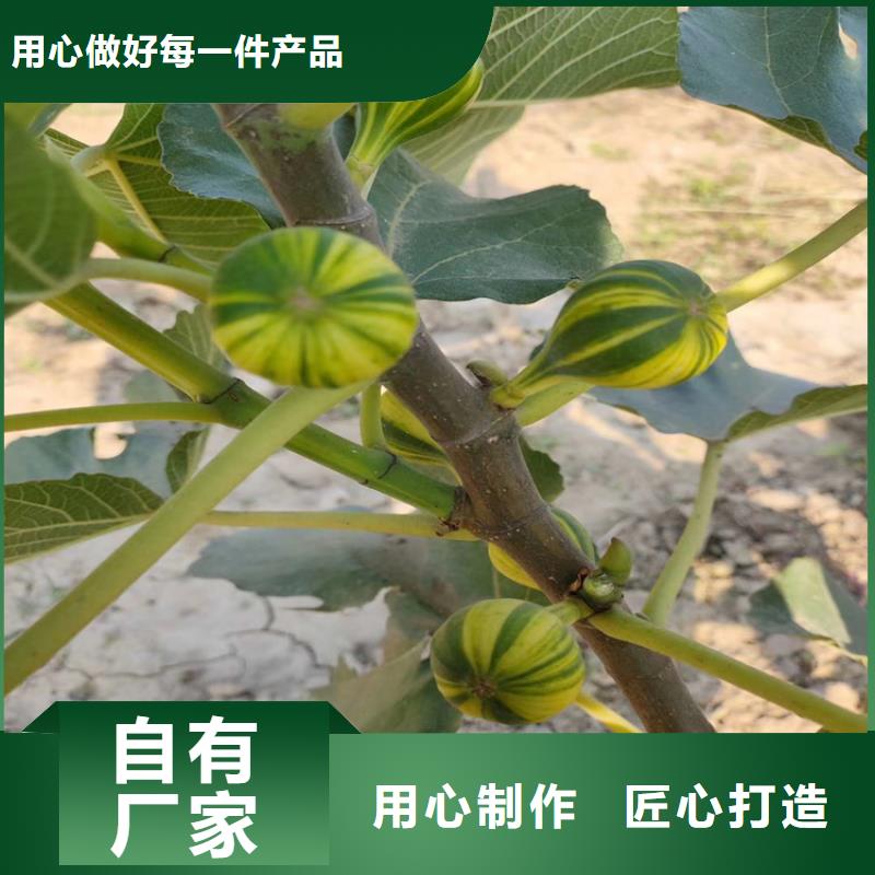 无花果_樱桃苗品种全