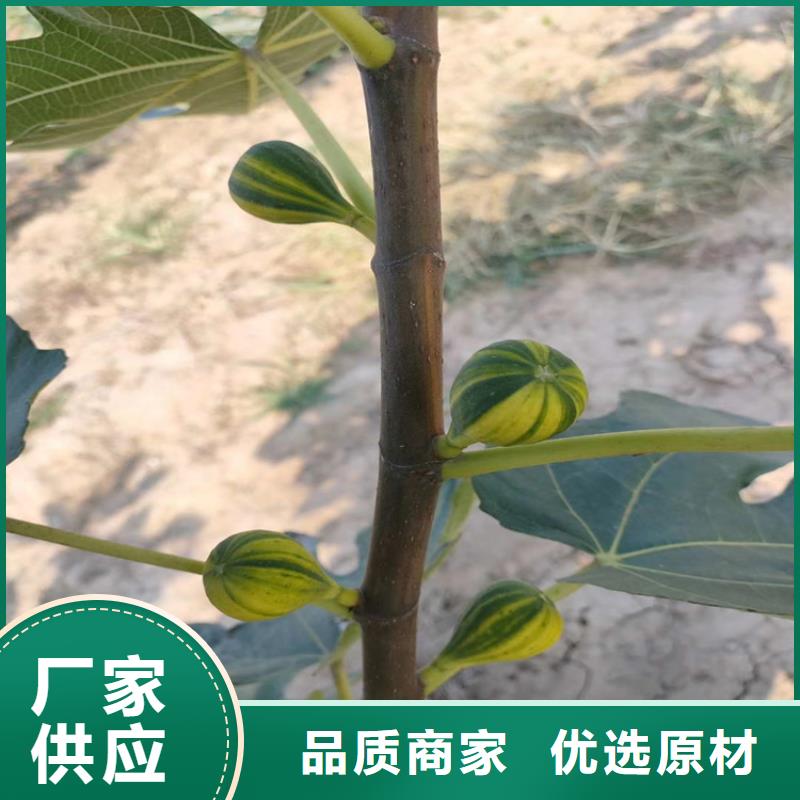 無花果,蘋果苗品質可靠