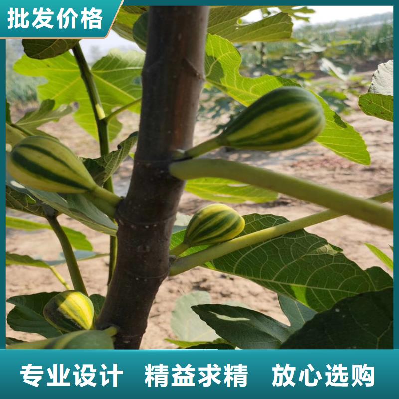 无花果-苹果苗专业厂家