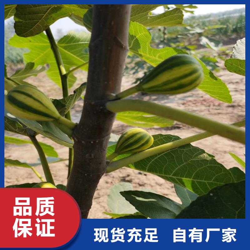 无花果_樱桃苗品种全