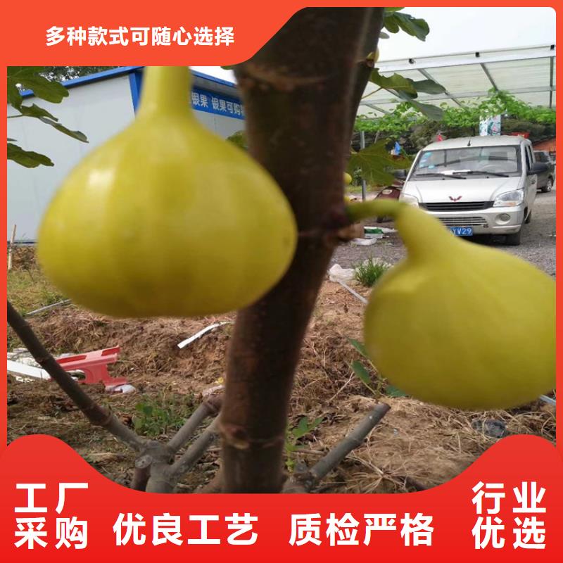 大青皮无花果苗种植管理技术