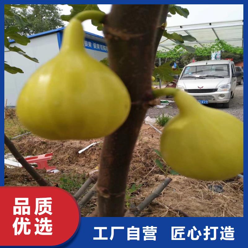 無花果櫻桃苗貨源直銷