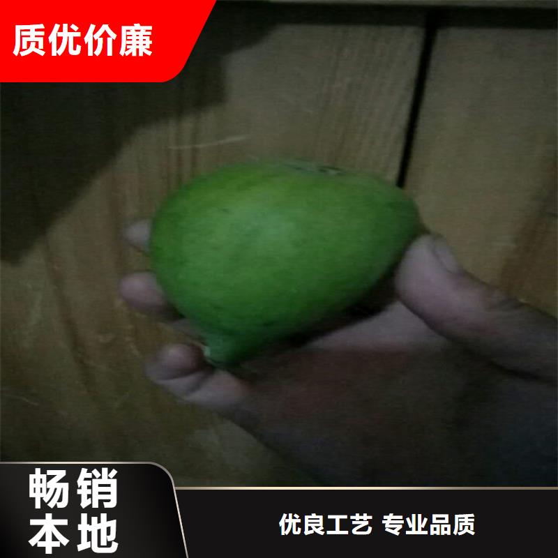 【 无花果 樱桃苗优质货源】-轩园园艺场(铜陵市分公司)-企业旺旺