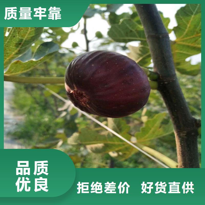 無花果奶油草莓貨到付款