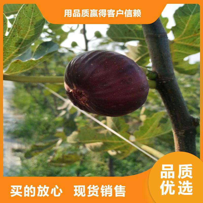 梨树苗视频-合作市梨树苗-该地可服务区域舟曲|碌曲|陇南|酒泉|兰州|嘉峪关|金昌