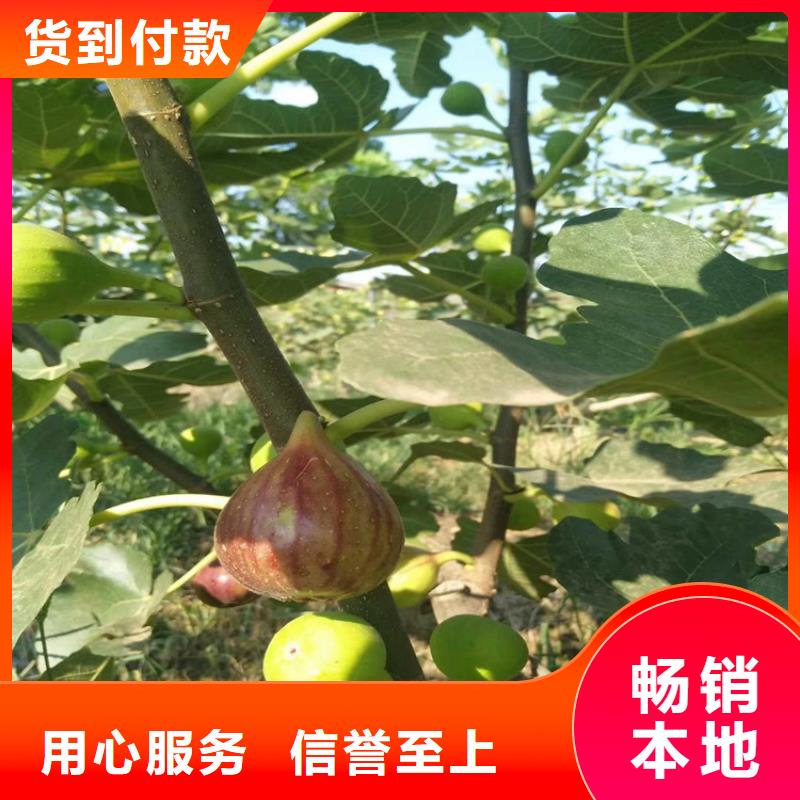 梨树苗轩园【无花果】 杏树苗工期短发货快