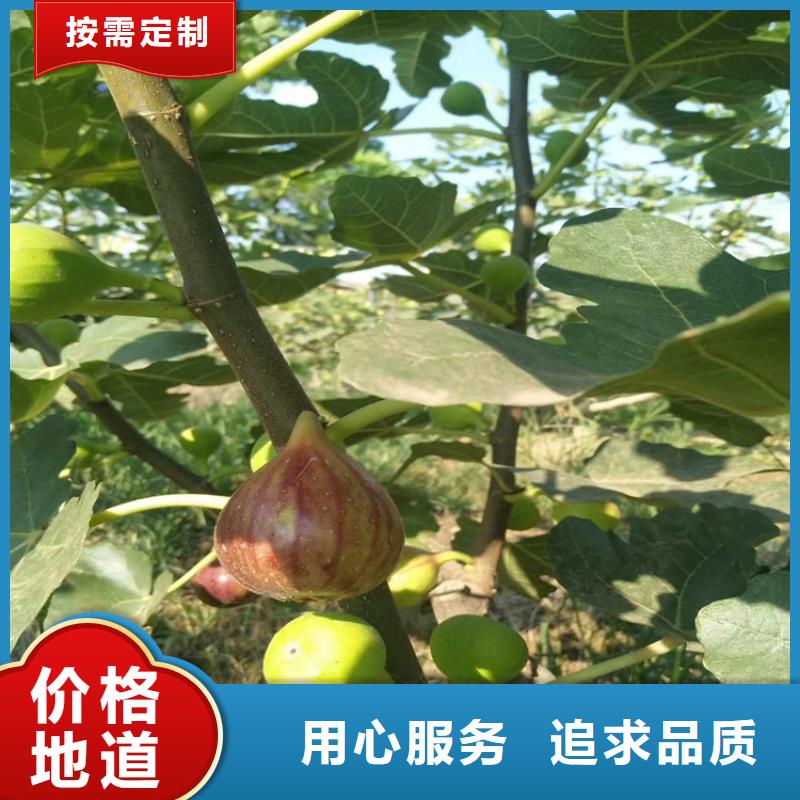 无花果-苹果苗专业厂家