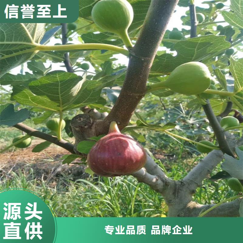 【无花果】 杏树苗工期短发货快