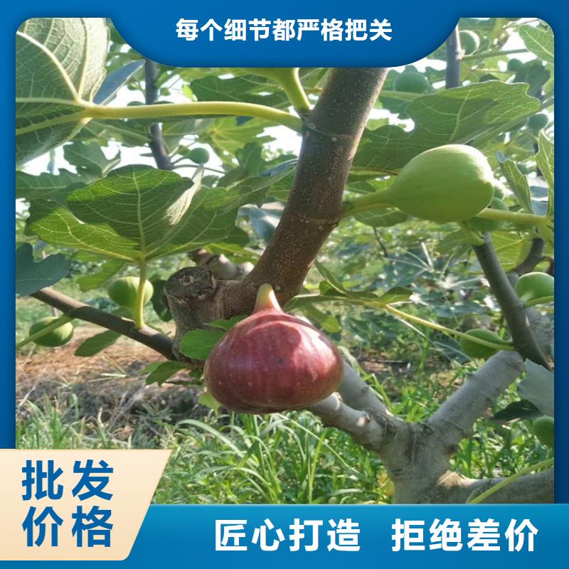 无花果桃树苗现货直供