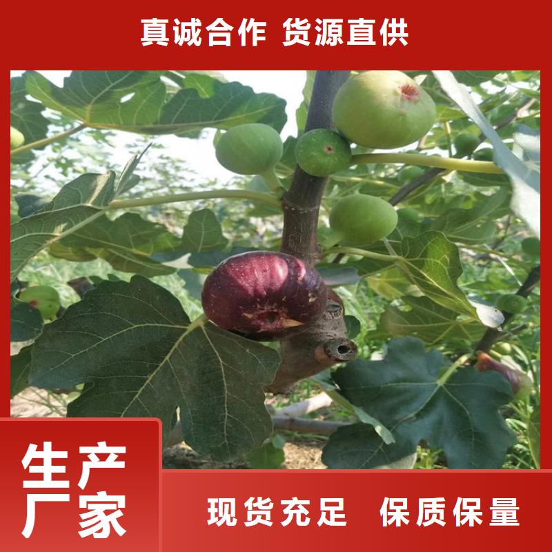 无花果_樱桃苗品种全
