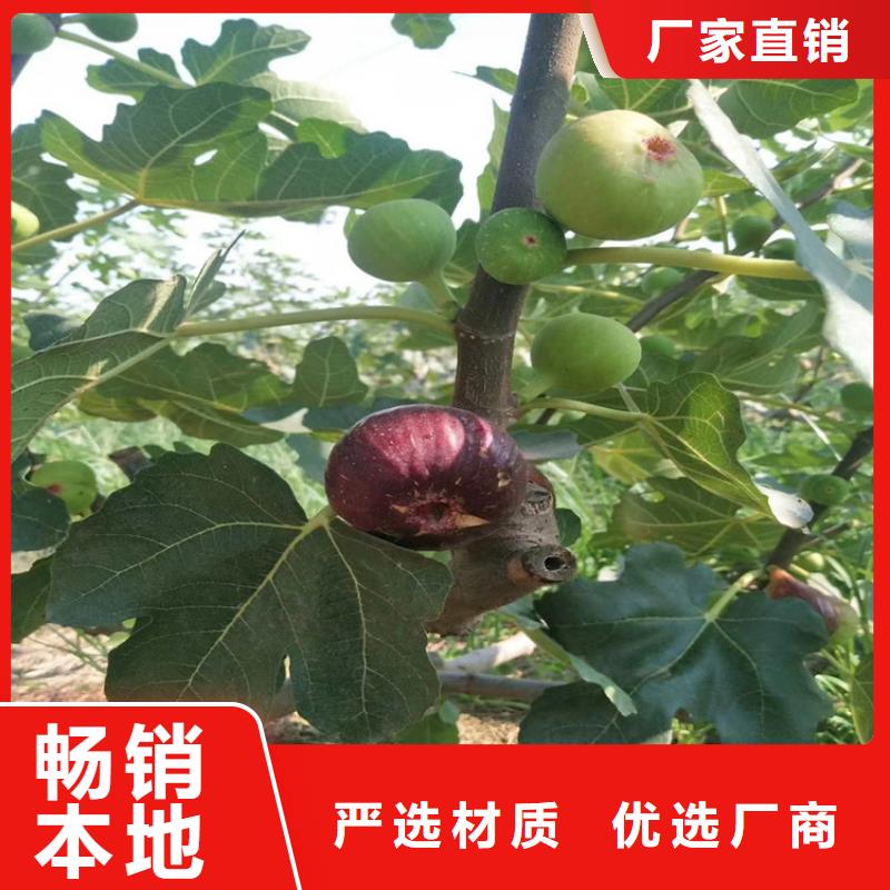 无花果-苹果苗专业厂家