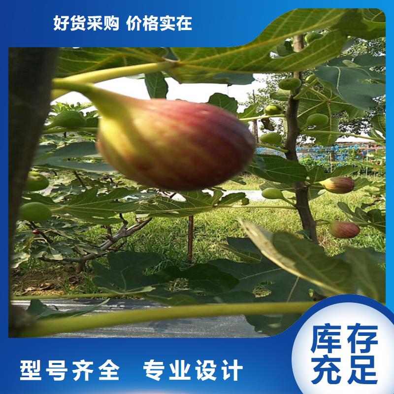 无花果_樱桃苗品种全