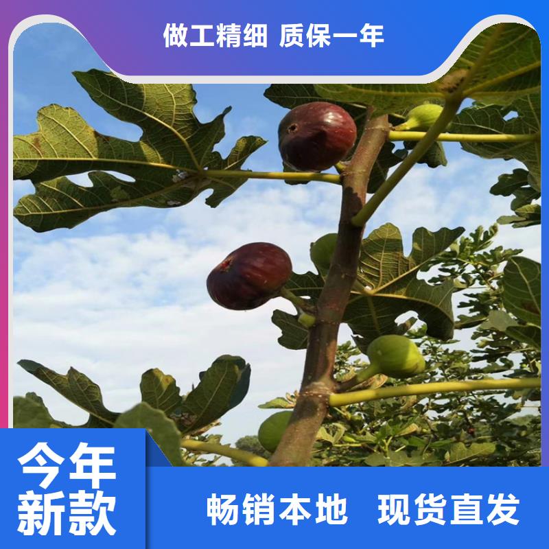 無花果石榴苗高品質現貨銷售