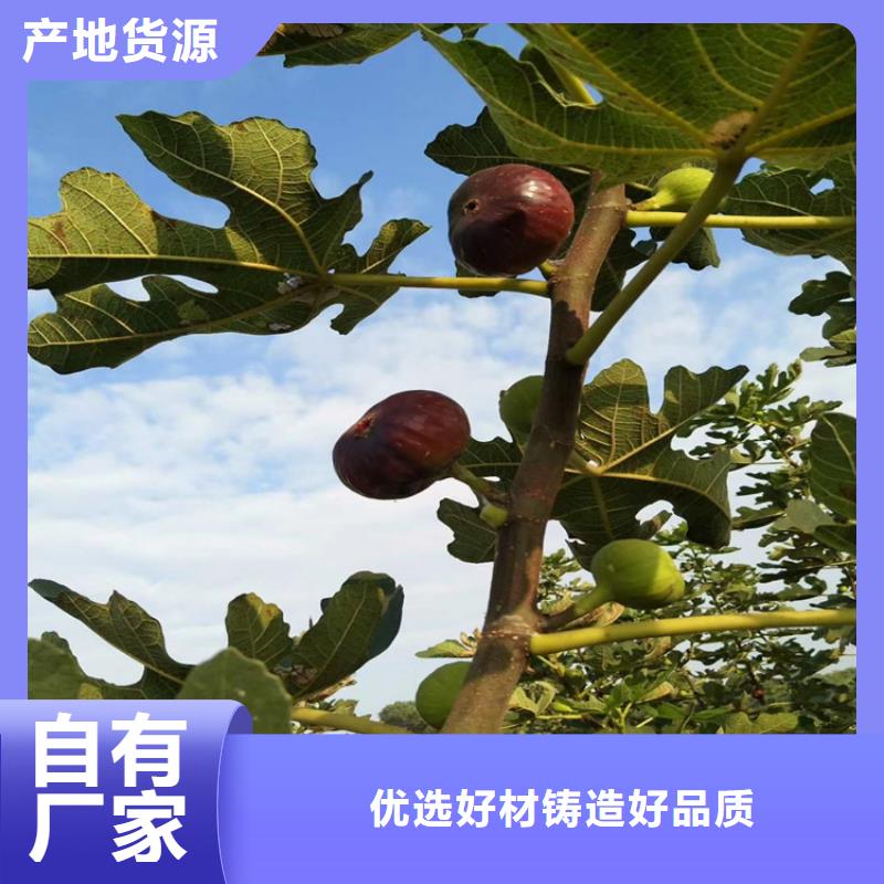 【无花果】 杏树苗工期短发货快