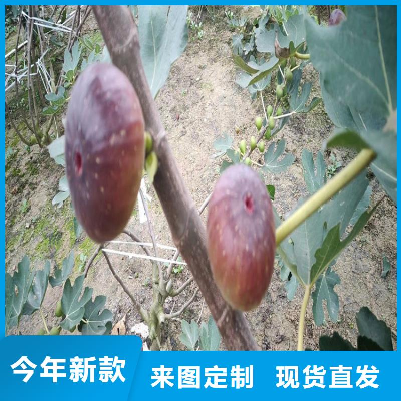 無花果桃樹苗現貨直供