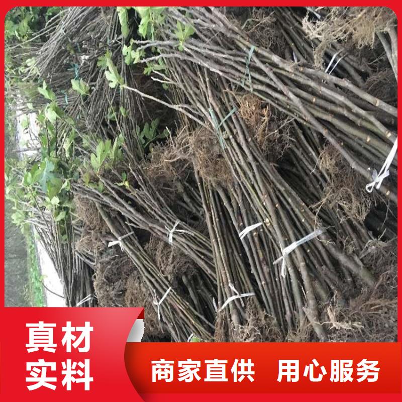 无花果-苹果苗专业厂家