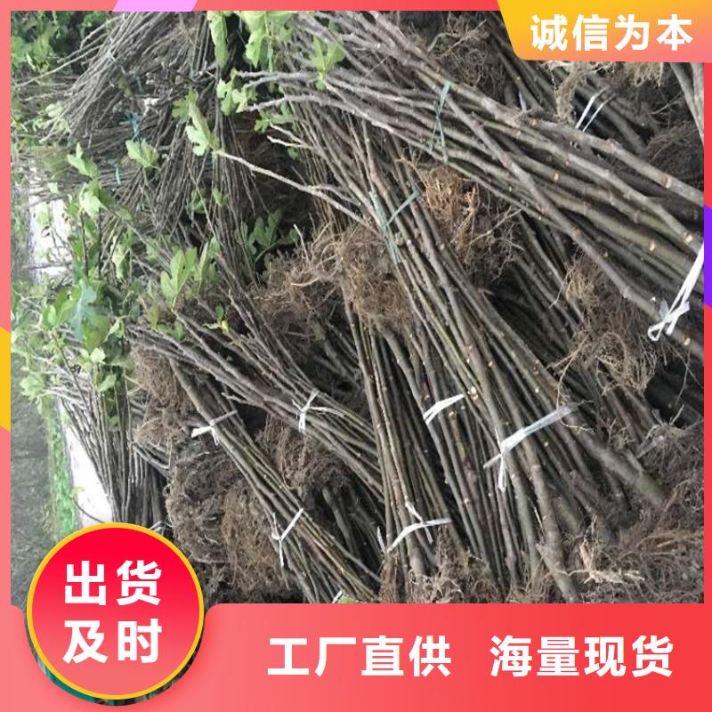【 无花果 樱桃苗优质货源】-轩园园艺场(铜陵市分公司)-企业旺旺