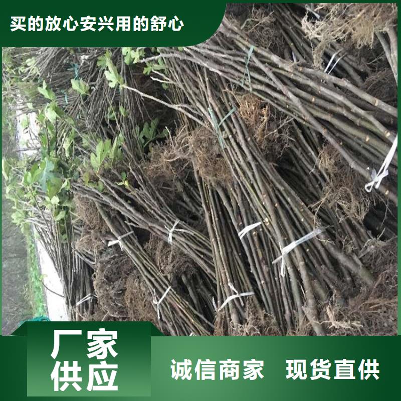 【无花果】 杏树苗工期短发货快