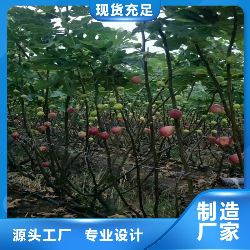 【 无花果 樱桃苗优质货源】-轩园园艺场(铜陵市分公司)-企业旺旺