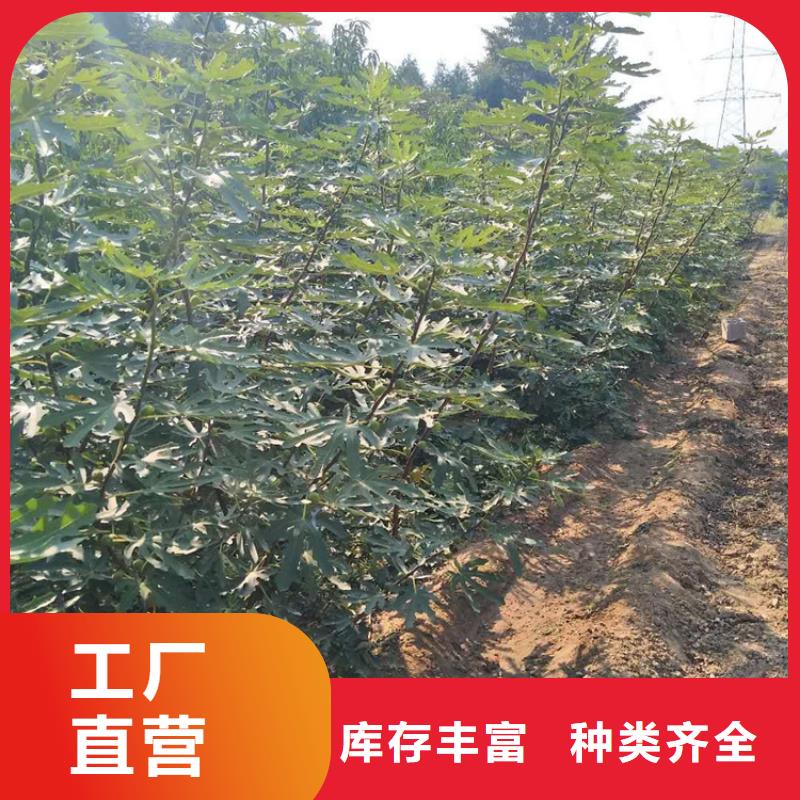 無花果石榴苗高品質(zhì)現(xiàn)貨銷售