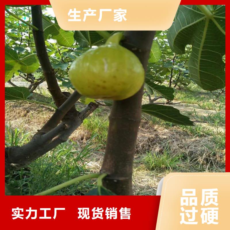 无花果_樱桃苗品种全