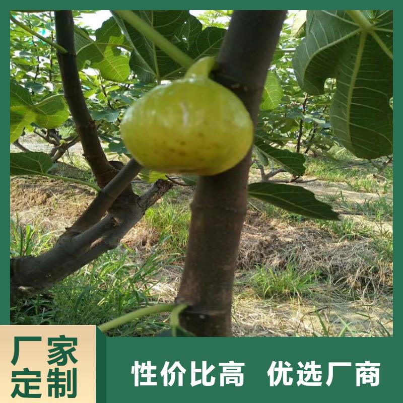无花果-苹果苗专业厂家
