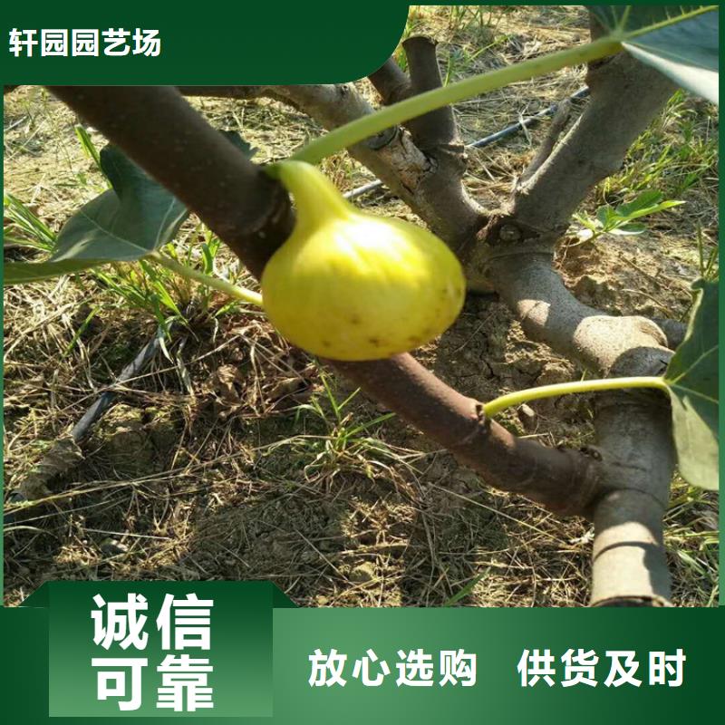 無花果-蘋果苗專業廠家