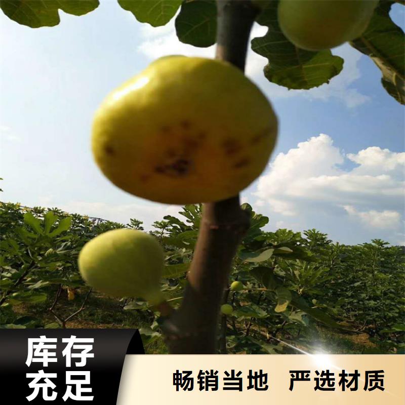 無花果櫻桃苗物美價優