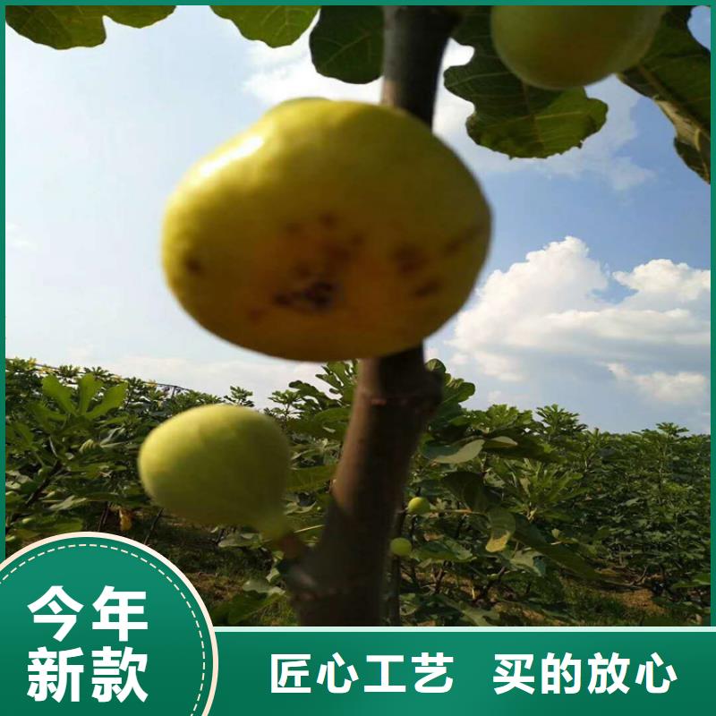 【无花果】 杏树苗工期短发货快