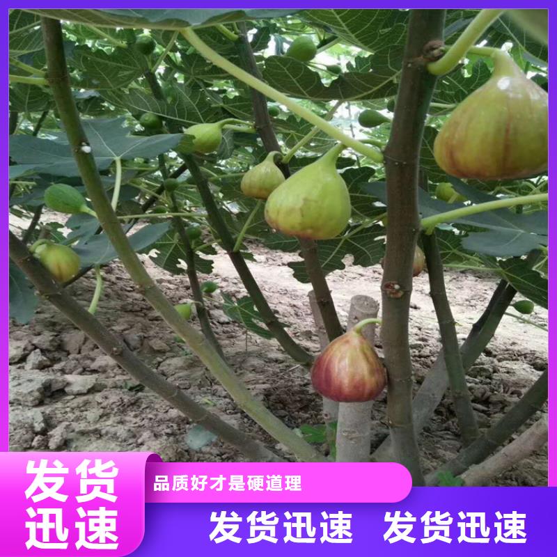 【无花果】苹果苗常年供应