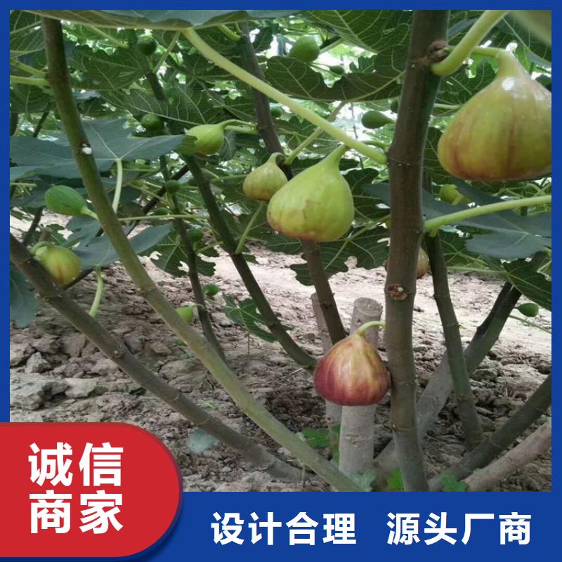 梨树苗轩园【无花果】 杏树苗工期短发货快