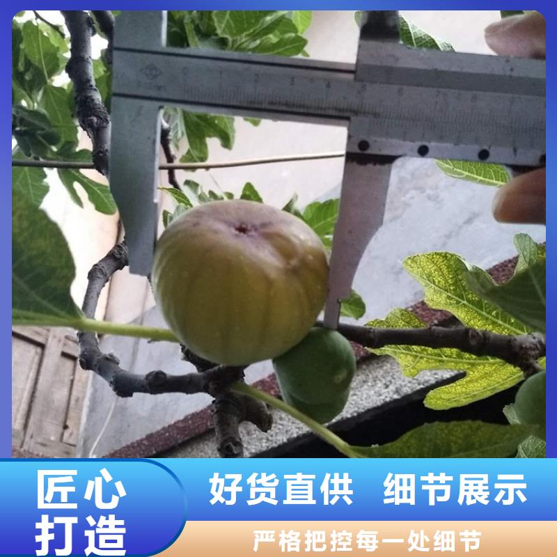 无花果石榴苗高品质现货销售