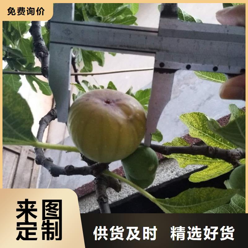 无花果_西瓜苗长期供应