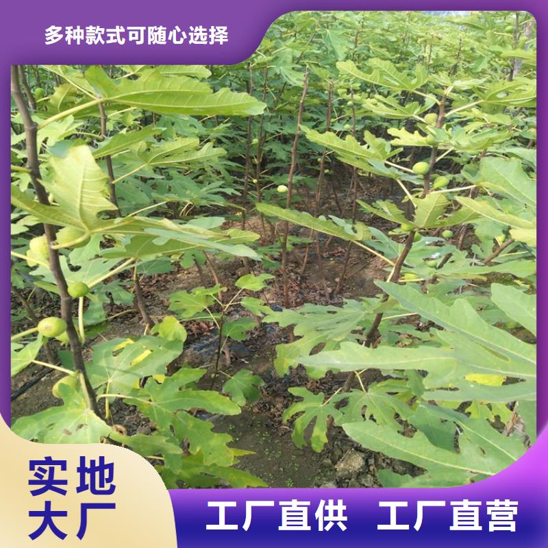 【 无花果 樱桃苗优质货源】-轩园园艺场(铜陵市分公司)-企业旺旺
