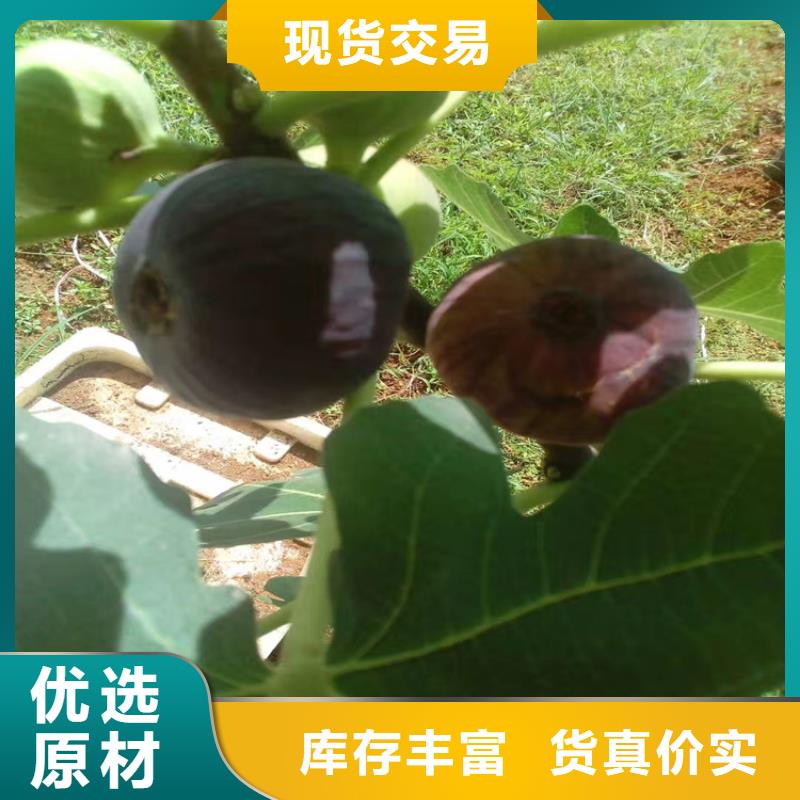 梨树苗视频-合作市梨树苗-该地可服务区域舟曲|碌曲|陇南|酒泉|兰州|嘉峪关|金昌