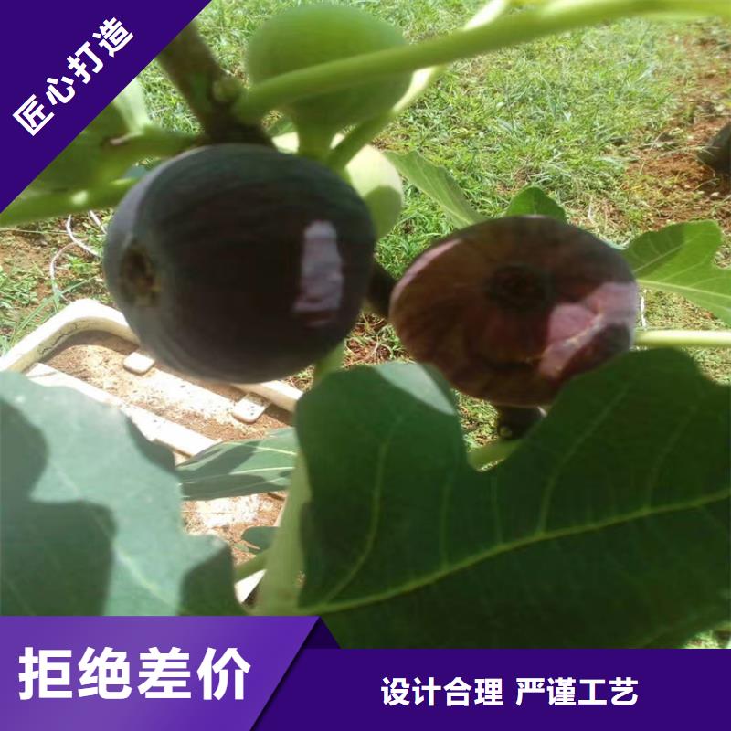 无花果_樱桃苗品种全