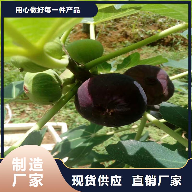 無(wú)花果石榴苗高品質(zhì)現(xiàn)貨銷(xiāo)售