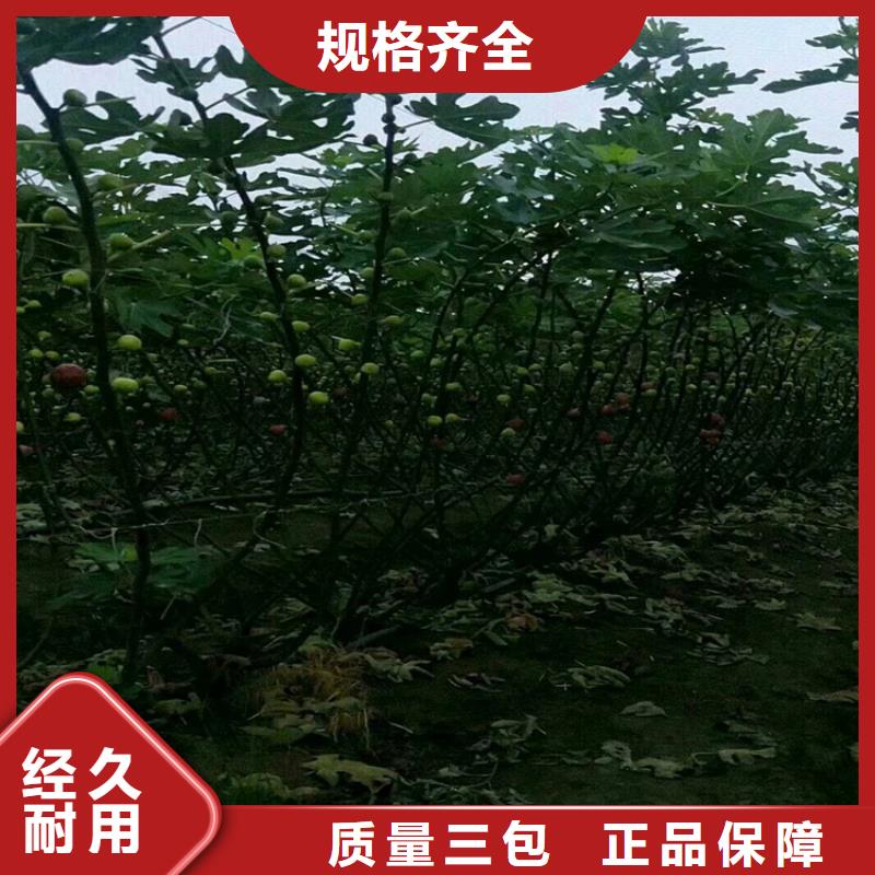 【 无花果 樱桃苗优质货源】-轩园园艺场(铜陵市分公司)-企业旺旺