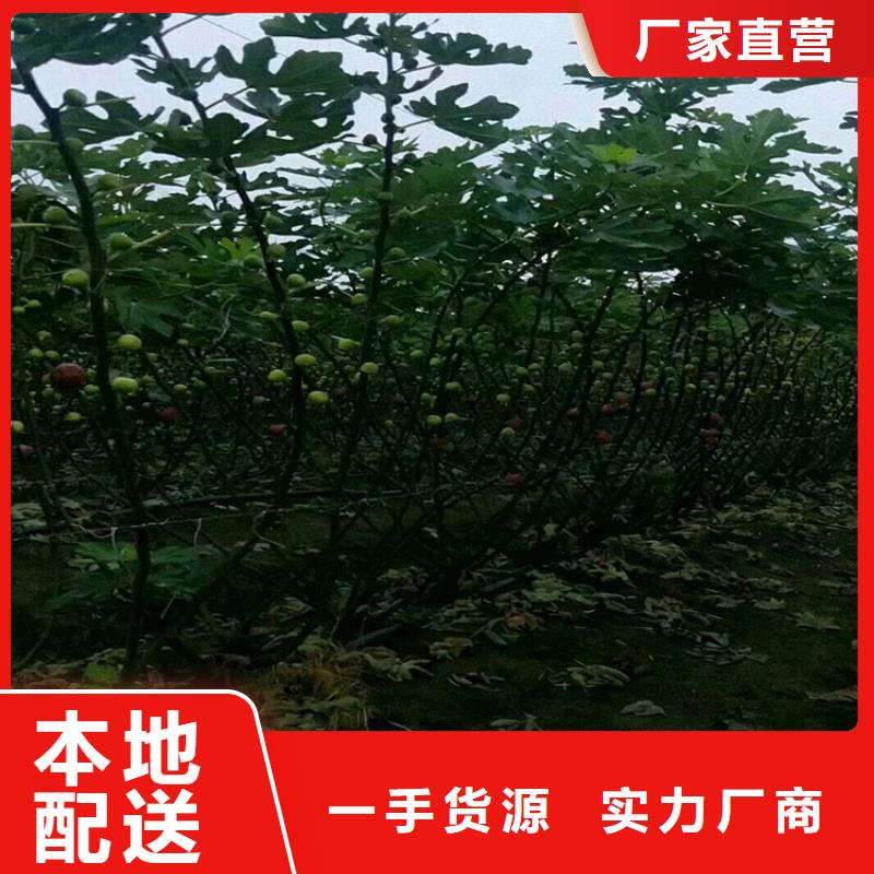【无花果】 杏树苗工期短发货快