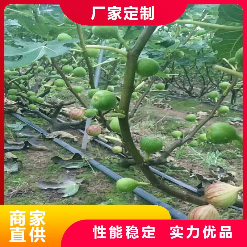 无花果_樱桃苗品种全