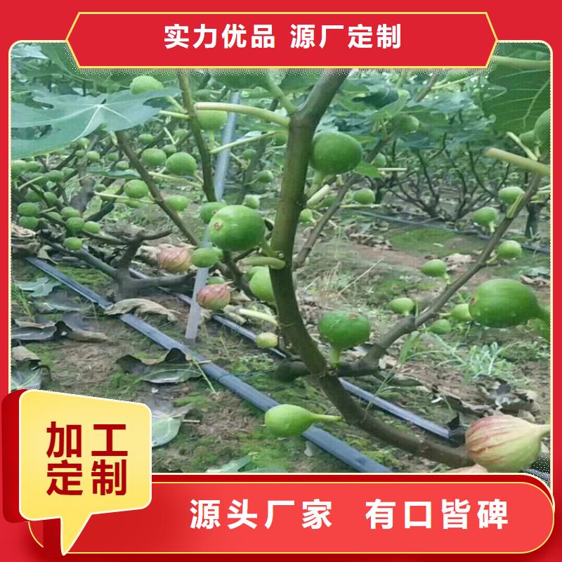 【 无花果 樱桃苗优质货源】-轩园园艺场(铜陵市分公司)-企业旺旺