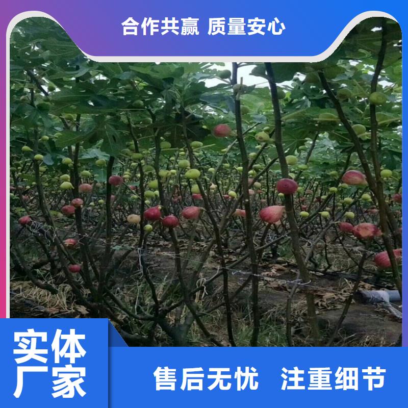 梨树苗视频-合作市梨树苗-该地可服务区域舟曲|碌曲|陇南|酒泉|兰州|嘉峪关|金昌