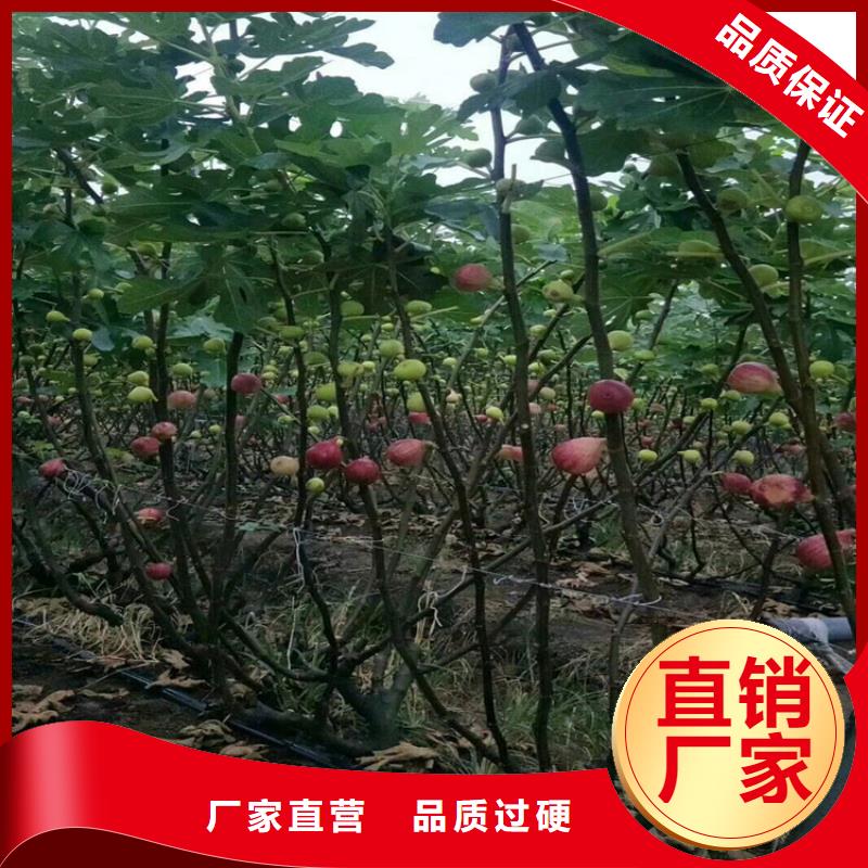 无花果樱桃苗质量无忧