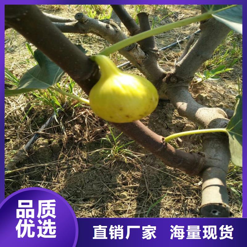 无花果樱桃苗好品质选我们