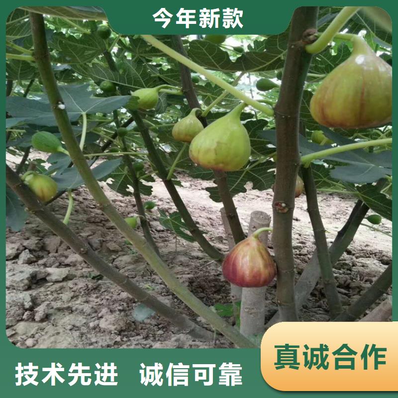 無花果蘋果苗免費詢價