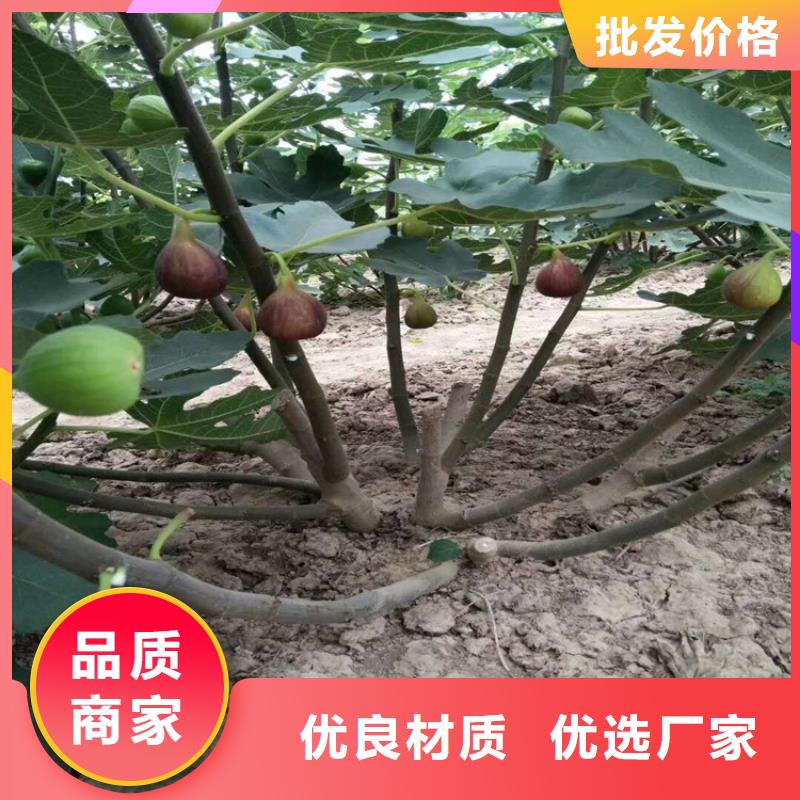 【无花果】苹果苗常年供应