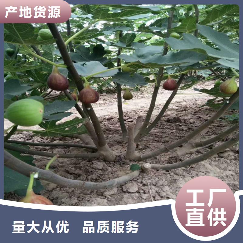 紫果无花果树苗现挖苗现发货